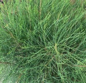 Close-up of dense, green, needle-like foliage and intricate branching on a Casuarina 'Green Wave' PBR in an 8" pot.