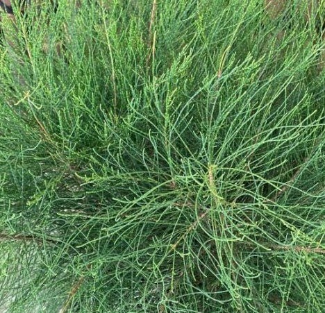 Close-up of dense, green, needle-like foliage and intricate branching on a Casuarina 'Green Wave' PBR in an 8" pot.