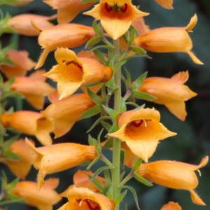 Digiplexis 'Fire Cracker' in a 4" pot features clusters of vibrant orange, tubular flowers along a lush green stem.