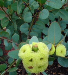 Eucalyptus preissiana 'Bell-Fruited Mallee' in a 6" pot with broad oval green leaves and clusters of yellow spiky flowers.