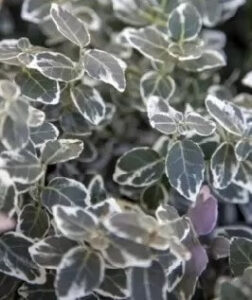 Close-up of green leaves with white edges, showing dense foliage of Euonymus 'Silver Pillar' in a 6" pot.