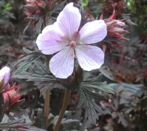 A Geranium 'Black and White' in a 6" pot features a single pale purple, five-petaled bloom surrounded by clusters of dark green and reddish leaves.