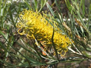 A close-up of the Grevillea 'Sandra Gordon' 10" Pot, highlighting its vibrant yellow flowers and long, slender green leaves.
