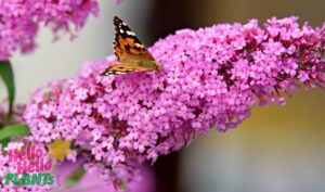 Hello Hello Plants Nursery Campbellfield Melbourne Victoria Australia Buddleia buddleija pink flower with butterfly