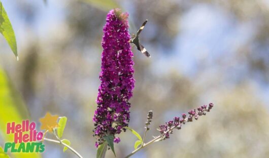 Hello Hello Plants Nursery Campbellfield Melbourne Victoria Australia Buddleia buddleija purple flower with black butterfly