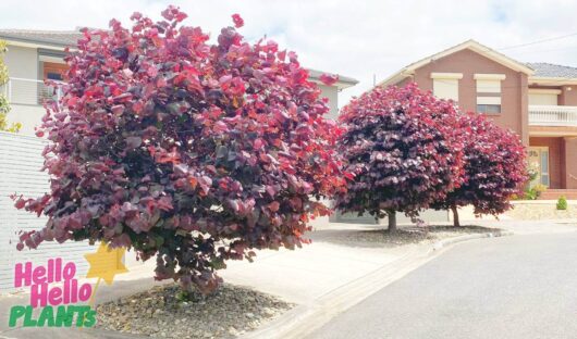 Hello Hello Plants Nursery Campbellfield Melbourne Victoria Australia Cercis canadensis Forest Pansy trees along street purple foliage