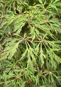 Close-up view of Acer 'Green Cascade' Japanese Maple leaves, showcasing green, deeply lobed foliage with fine, feathery edges overlapping across the image.