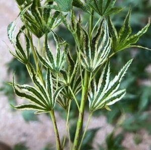 The Acer 'Higayasama' Japanese Maple 13" Pot features green and white variegated leaves with pointed edges on upright stems, displayed here against a blurred background.