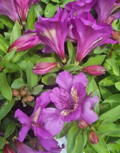The Alstroemeria 'Tamara' Peruvian Lily features vibrant purple blooms with green foliage and closed buds, accented by dark streaks and spots on the petals. Arrives in a 6" pot.