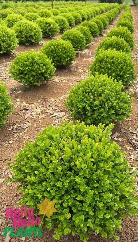 Buxus 'Japanese Box' Topiary Ball 20" Pot