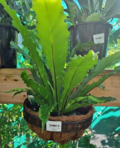 The Fern 'Half Baskets' Mixed features lush green ferns in a hanging half basket, thriving among potted plants under bright natural light.