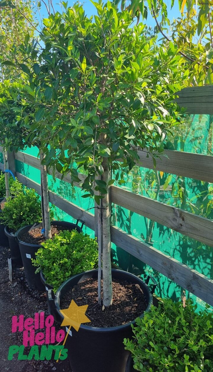 Ficus hillii 'Flash' (Standard 60cm) 16" Pot