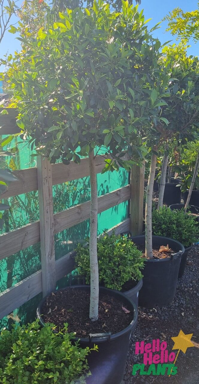 Ficus hillii 'Flash' (Standard 90cm) 24" Pot