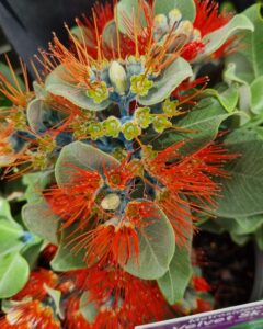 Close-up of Metrosideros 'Velvet Sky™' in a 7" pot, featuring bright red, spiky flowers and lush green leaves—ideal for adding vibrant color to any indoor or outdoor space.