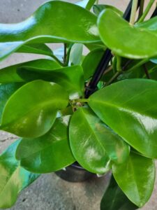A close-up of a Hoya carnosa 'Pink Hoya' shows its large, glossy green leaves in an 8" pot, set on a concrete surface.