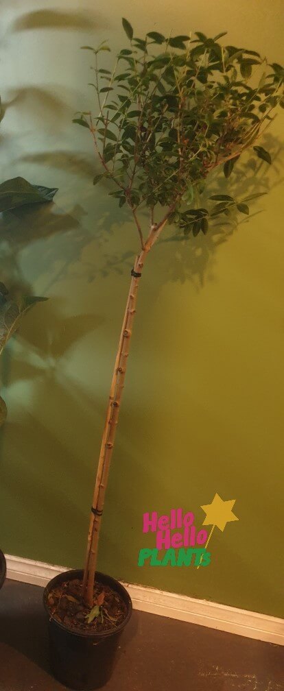 Ligustrum 'European' Privet (Standard 90cm) 8" Pot