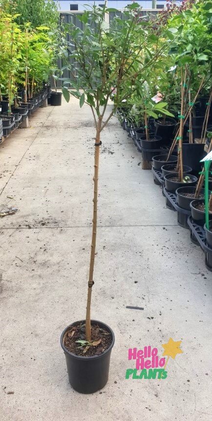 Ligustrum 'European' Privet (Standard 90cm) 8" Pot