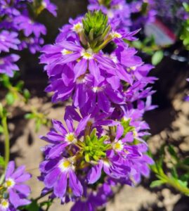Close-up of vibrant Scaevola 'Fairy Blue' flowers with yellow centers and green foliage in the background, attractively displayed in a 6" pot.