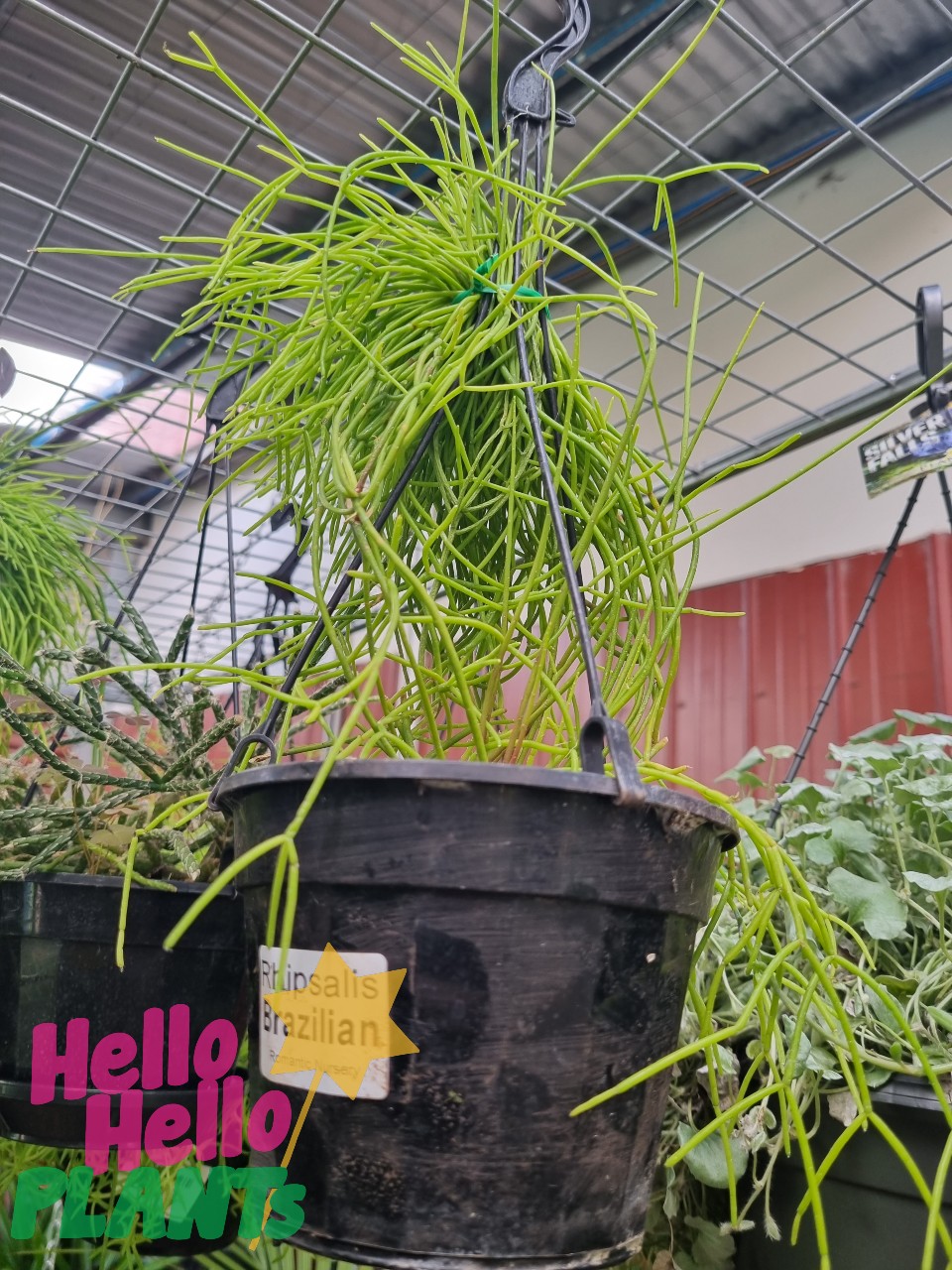 Rhipsalis 'Brazillian' Jungle Cactus 5" (Hanging Basket)