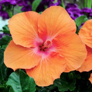 The Hibiscus Rio Clara 'Orange Delight' in a 6" pot displays brilliant orange blooms amid lush green leaves, with vibrant purple flowers creating a striking background.