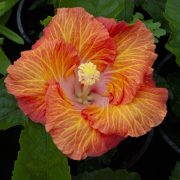 A close-up of Hibiscus Rio Clara 'Sunset Ruffle' in a 6" pot, showcasing its ruffled orange and yellow petals surrounded by green leaves.