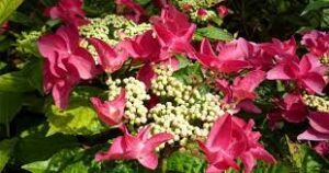 Hydrangea 'Rotschwanz' features vibrant pink lacecap blooms with white buds above lush green leaves, ideal for display in an 8" pot.