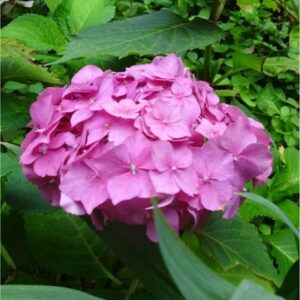 The Hydrangea 'Pink Bouquet' in an 8" pot features vibrant pink blooms surrounded by lush green leaves, perfect for brightening up your garden.