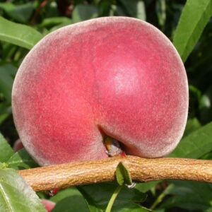 A flat, round, red Saturn peach hangs on a branch amid green leaves, resembling the striking Prunus 'Royal Gem™' Dwarf Nectarine in a 10" pot.
