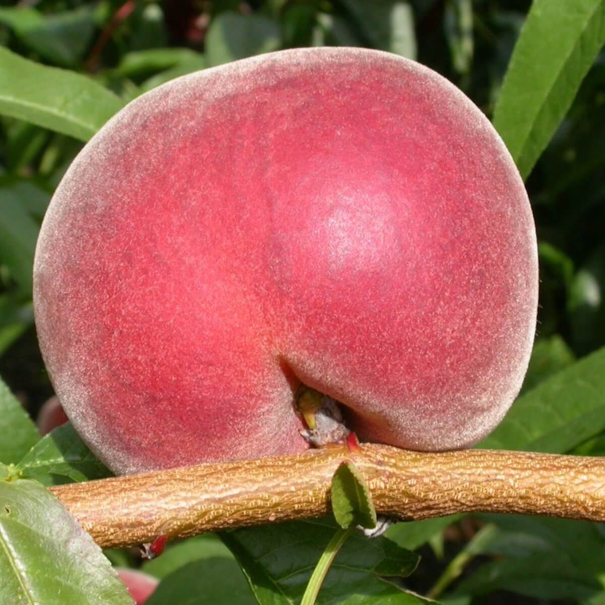 A flat, round, red Saturn peach hangs on a branch amid green leaves, resembling the striking Prunus 'Royal Gem™' Dwarf Nectarine in a 10" pot.
