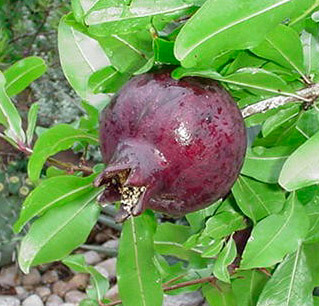 A ripe, dark red Punica 'Red Velvet™' Pomegranate grows on a leafy branch outdoors, highlighting the beauty of the 6" Pot variety.