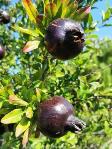 Two unripe Punica 'Midnight Velvet™' Pomegranates with dark skins hang from a leafy branch in sunlight, set against a blue sky—ideal for growing in a 6" pot.