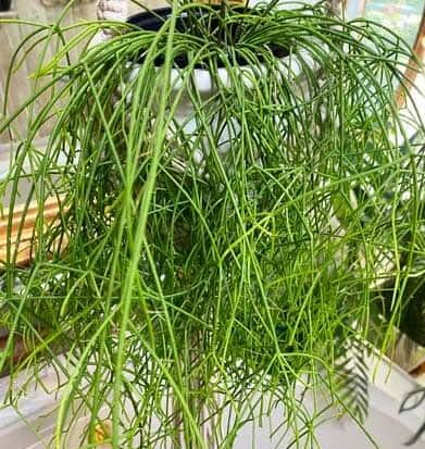 A close-up of the Rhipsalis 'Brazilian' Jungle Cactus 5" in a hanging basket, featuring thin green stems that cascade elegantly over the edge.
