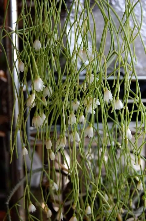 Rhipsalis 'Brazillian' Jungle Cactus 5" (Hanging Basket)