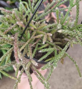 A hand holds a Rhipsalis 'Hairy Stemmed Rhipsalis' 5" in a black hanging basket, showcasing its green, segmented, spiky stems against a blurred outdoor background.