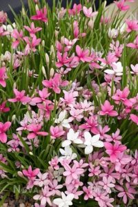Rhodohypoxis 'Mixed' 6" Pot features a dense cluster of pink and white blooms with slender green leaves, thriving together in one container.