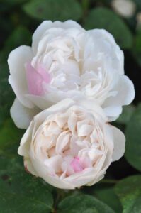 Two fully bloomed white Rose 'Winchester Cathedral™' Bush Form flowers, featuring a few light pink petals, are surrounded by green leaves on a lush rose plant.