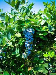 A cluster of ripe Vaccinium 'Kisses®' Blueberry hangs from a leafy green bush in a 6" pot under bright sunlight.
