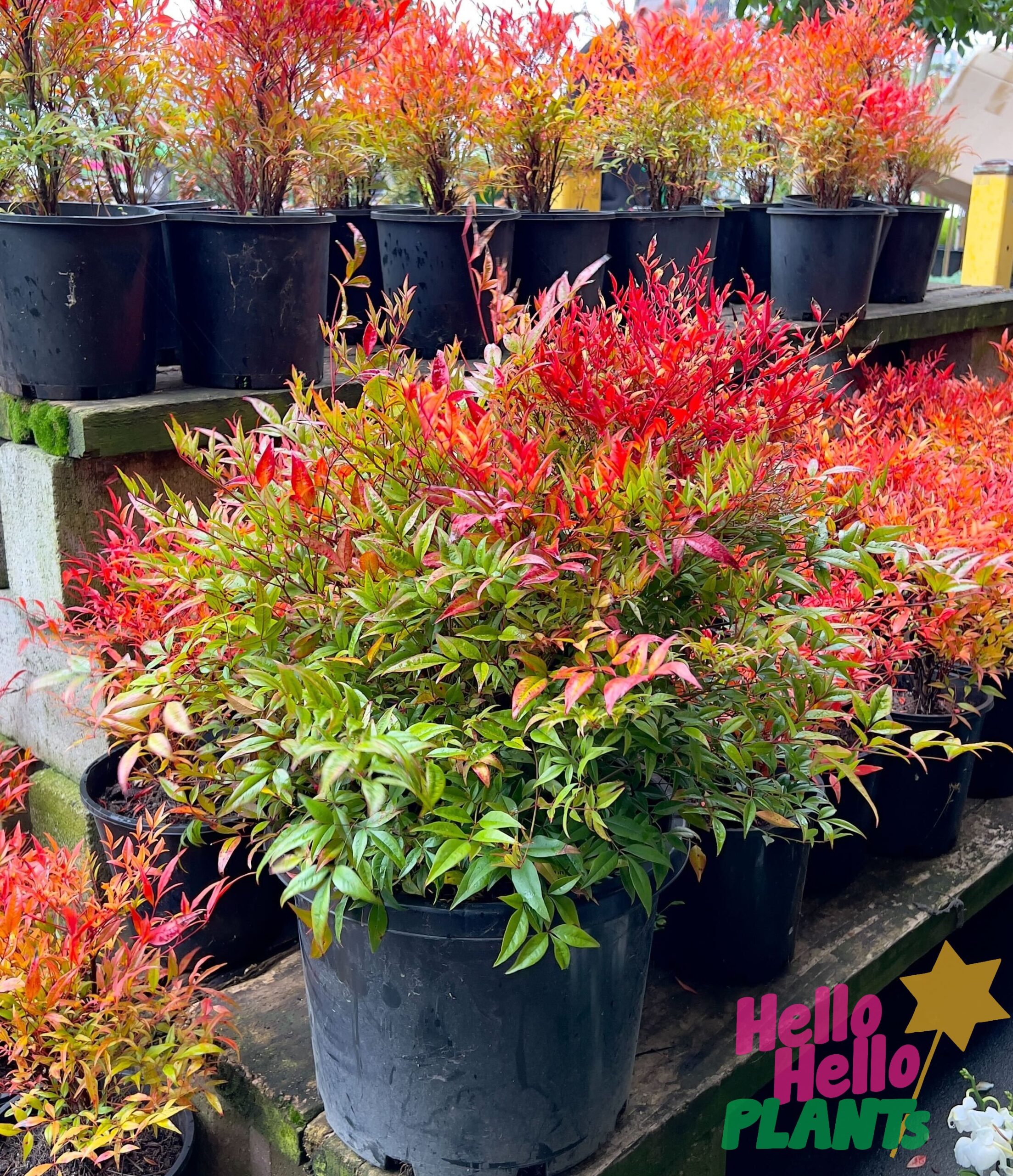 Nandina 'Moon Bay' 10" Pot