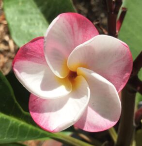 Close-up of Plumeria 'Lulu' Frangipani flower with five pink and white petals, surrounded by green foliage in natural sunlight—perfect for brightening your space in an 8" pot.
