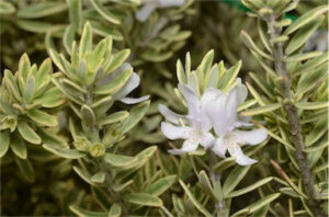 Close-up of Westringia fruticosa 'Variegata' 6" Pot, highlighting clusters of narrow variegated leaves and small white flowers in bloom.