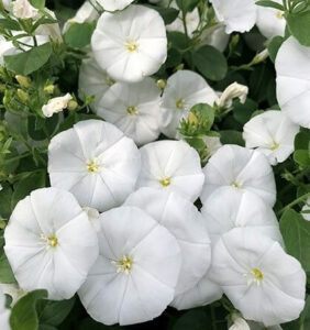 Convolvulus 'Little Arctic Moon' in a 6" pot features clusters of white morning glory flowers above lush green leaves—ideal for adding brightness to your space.