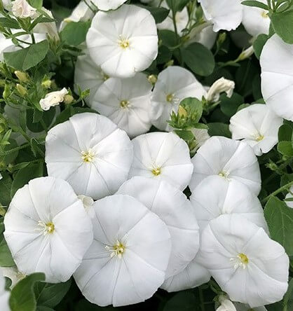 Convolvulus 'Little Arctic Moon' in a 6" pot features clusters of white morning glory flowers above lush green leaves—ideal for adding brightness to your space.
