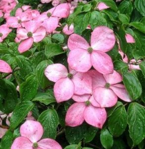 Clusters of pink Cornus 'Satomi' Dogwood flowers, each with four petals and glossy green leaves, are covered in water droplets. Supplied in a 13" pot.
