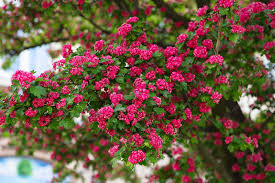 The Crataegus 'Paul's Scarlet' Flowering Hawthorn in a 13" pot features clusters of bright pink flowers and green leaves, bringing vibrant color to your garden.