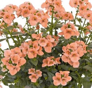 Diascia 'Salmon Pink' in a 6" pot features densely blooming salmon pink flowers and green leaves atop thin stems, shown against a plain background.