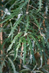 Close-up of long, narrow green leaves with deeply serrated edges on a Dizygotheca 'False Aralia' 8" Pot shrub or small tree.