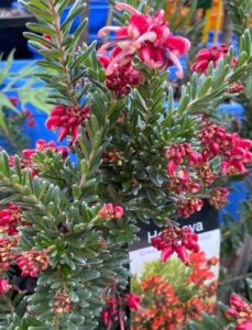 A close-up of a Grevillea 'Hot Lava' 6" Pot shows clusters of spiky red flowers and pointed green leaves, with its plant tag visible in the background.