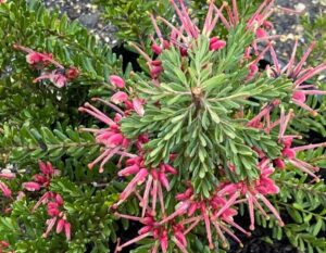 A close-up of Grevillea 'Winter Nectar' in a 6" pot, showing clusters of narrow, spiky pink flowers among pointed leaves—a striking winter-flowering shrub.