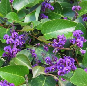 The Hardenbergia 'Sweet Heart' PBR 6" Pot features small purple flowers with yellow centers amid glossy green leaves, making it perfect for brightening any space.