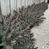 A row of Pittosporum 'Golf Ball' PBR 30cm Pot plants with green and purple leaves lines a wooden fence next to a concrete and pebble path.